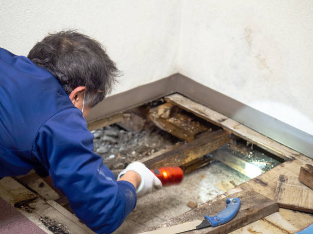Best Certified Mold Removal  in Sanford, ME