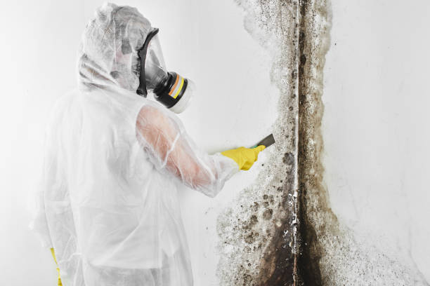 Best Local Mold Removal Service  in Sanford, ME