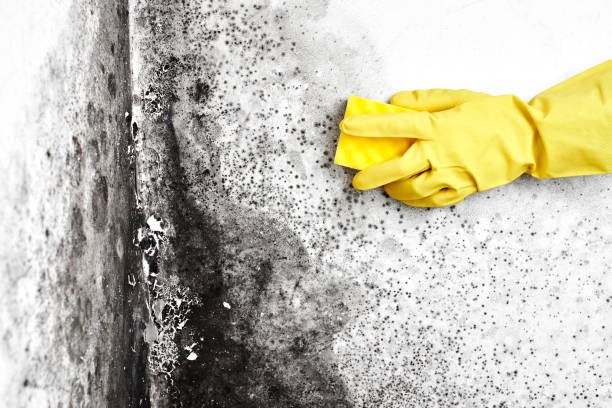 Mold Testing and Removal in Sanford, ME