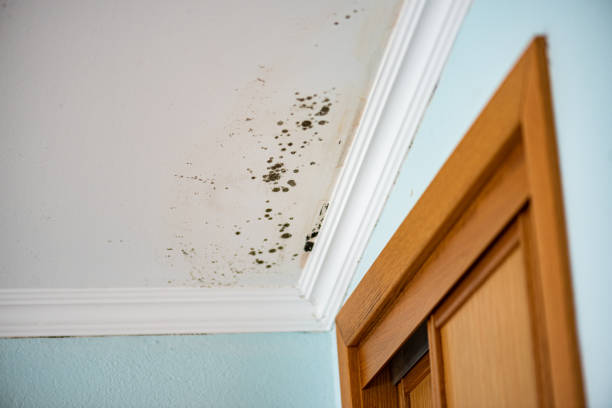 Attic Mold Removal in Sanford, ME