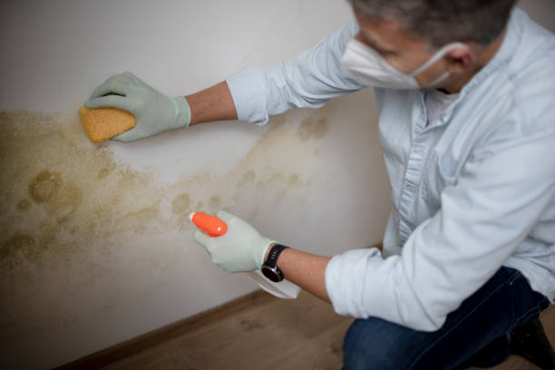 Office Mold Removal Services in Sanford, ME