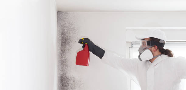 Best Mold Remediation  in Sanford, ME