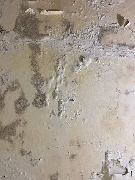 Best Commercial Mold Removal  in Sanford, ME