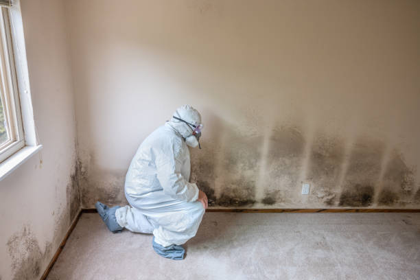 Best Toxic Mold Removal  in Sanford, ME