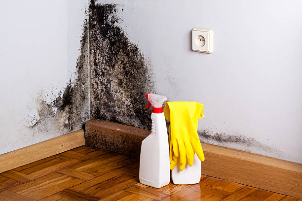 Home Mold Removal in Sanford, ME