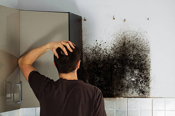 Best Mold Removal Company Near Me  in Sanford, ME